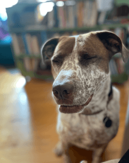 Pretty Dog Award